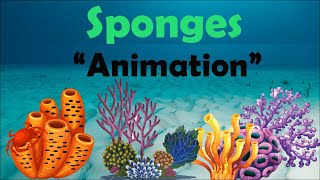 SPONGES  Biology Animation [upl. by Curnin]