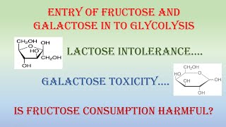 Entry of Fructose and Galactose into Glycolysis [upl. by Haisi848]