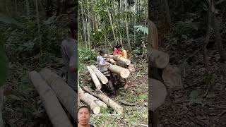 How to cut and move giant timber from the forest to the highway quickly [upl. by Payson602]