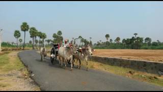 Kangayam cattle farm [upl. by Fazeli]