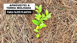 COLOQUEI MAIS PLANTAS NO CANTEIRO  PLANTEI AMORA JAMBO GRAVIOLA E LIMÃO TAITI [upl. by Anerat]