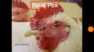 Fowl Pox PDF [upl. by Etnaid]