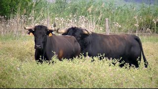 Ganadería D José Antonio Baigorri El Pincha de Lodosa Navarra [upl. by Aihsekan]