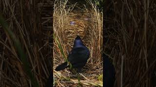 Satin Bowerbird at the bower shorts [upl. by Daffi444]