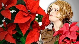 Gangsters Pull Christmas Scam 140 Poinsettias [upl. by Enoj]