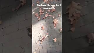 Yogales bij de orangoetans in Apenheul 🦧 yoga yogales apeldoorn apenheul [upl. by Adnilasor864]