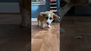 Corgis vs the Snacks Epic Corgi Timelapse Showdown [upl. by Aerdnael]