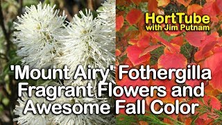 White Fragrant Flowers and Awesome Fall Foliage  Mount Airy Fothergilla [upl. by Airdnalahs892]