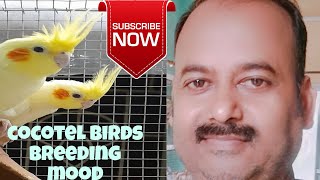 Bird Breeding moment Birds Breeding in the cage [upl. by Seema379]