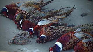 Nebraska Pheasant Hunting Explosion Classic 2015 [upl. by Dario]