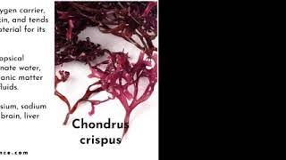 CHONDRUS CRISPUS  IRISH MOSS  SEA MOSS  BIOCHEMISTRY seamoss [upl. by Cusick]