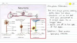 Nervous Tissue Structural Types of Neurons [upl. by Sergo]