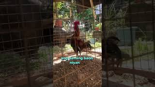 Giba2x pero panalo nman shortvideo chicken gamefowlbreeding shorts shortsfeed short gamefowl [upl. by Ennywg]