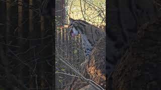 Clouded Leopard shorts wildlife wildlifephotography [upl. by Raynah]