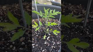 Tomato Plant Growing Fast In Container shorts [upl. by Hgalehs]