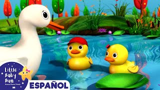 Canciones Infantiles  Cinco Patitos  Little Baby Bum en Español [upl. by Cassandra9]