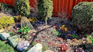 Trimming Heuchera Tiarella amp Butterfly Bush for Spring Growth 🌷🦋💚 Suburban Oasis [upl. by Ferree]