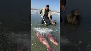 Este chico encontró peces congelados en el hielo 😰 [upl. by Ggerk145]