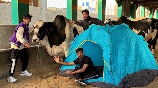 Living in a Cow Mandi for 24 Hours🐄 [upl. by Shep256]