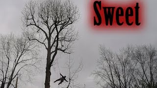 Sweet Sweetgum Removal Part 1 [upl. by Clarice82]