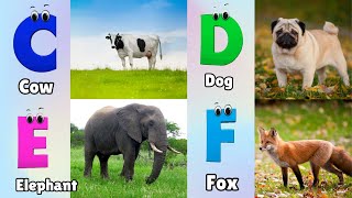 Animals ABC Song  Animals Alphabet Song  Alphabet Letters  Phonics for Kids [upl. by Annia765]