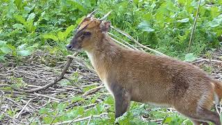 muntjac deer barking ladywalk nature reserve [upl. by Carolyn]