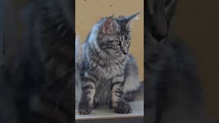 Maine Coons Almost 3 months old and so full of energy LOL sissysfarm [upl. by Attenrad]