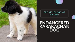 The Endangered Karakachan Dog  Are We Helping or Hurting  Modern Animist [upl. by Nahshu]