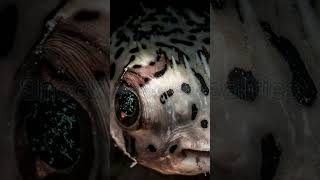 quotUnbelievable Facts About Puffer Fish Natures Most Fascinating Creaturequotfacts [upl. by Mw392]