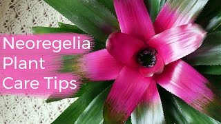 Neoregelia Plant Care Tips The Bromeliad With The Striking Foliage  Joy Us Garden [upl. by Airolg]