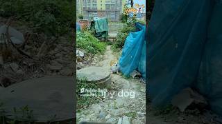 This Dog Fetches Everything You Wont Believe What It Can Do 🐶🎉 dogvideos funnydogs corgi [upl. by Brown68]