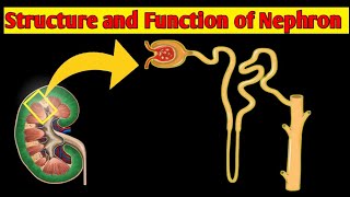 Structure amp Function of NEPHRON  Structure of NEPHRON In UrduHindi [upl. by Javler767]