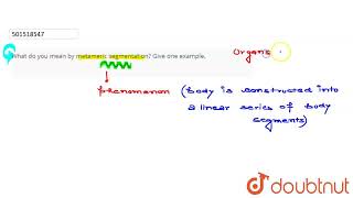 What do you mean by metameric segmentation Give one example  CLASS 11  ANIMAL KINGDOM  BIOL [upl. by Lura]