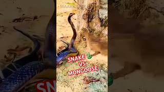 Snake 🐍vs MongoosesSnake vs Mongoose 🔥 shorts animalshorts [upl. by Auqenet]