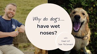 Why do dogs have wet noses [upl. by Tterrej]