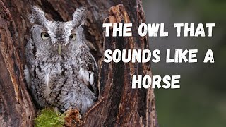 Eastern Screech Owl  The Owl That Sounds Like A Horse [upl. by Ribble]