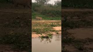 Onça Ferida no Pantanal [upl. by Ahsitul]