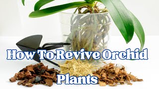 How To Revive Orchid Plants  LIFE HACKS [upl. by Loar]