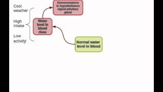 Human homeostasis Part 2  regulation of water and salts [upl. by Llesig336]