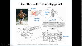 Skelettmusklernas uppbyggnad och funktion [upl. by Malin]