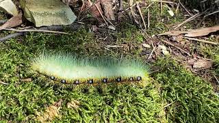 Colorful saturniid moth larvae 蛾の幼虫 Kanazawa 金沢 Japan [upl. by Woodford103]