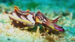 Science Today Colorful Cephalopods  California Academy of Sciences [upl. by Anitnauq]