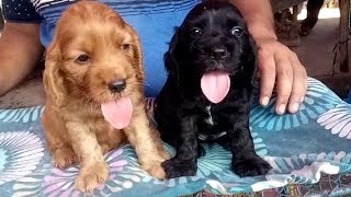 Different Quality Cocker Spaniel Puppies at Galiff Street l Price 5k  14k [upl. by Kirrad]