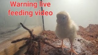 Goliath bird eating tarantula eating baby chick ⚠️ warning live eating video⚠️ [upl. by Noyart]