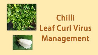 Chilli Leaf Curl Virus Management [upl. by Anjali]