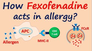 How Fexofenadine acts in allergy [upl. by Sabec671]