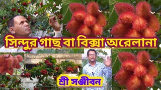 সিন্দুর গাছ বা বিক্সা অরেলানাBixa Orellana Or Lipstick TreeShree Sanjiban [upl. by Meibers645]