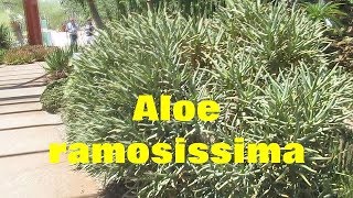 The Plant Traveller Aloe ramosissima Quiver tree aloe [upl. by Ecinrev]