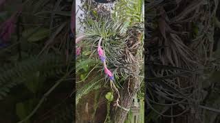 bromélias plantas tillandsia orchid [upl. by Saber]