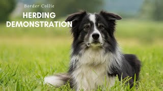 Border Collie Herding Demonstration [upl. by Gilbert]